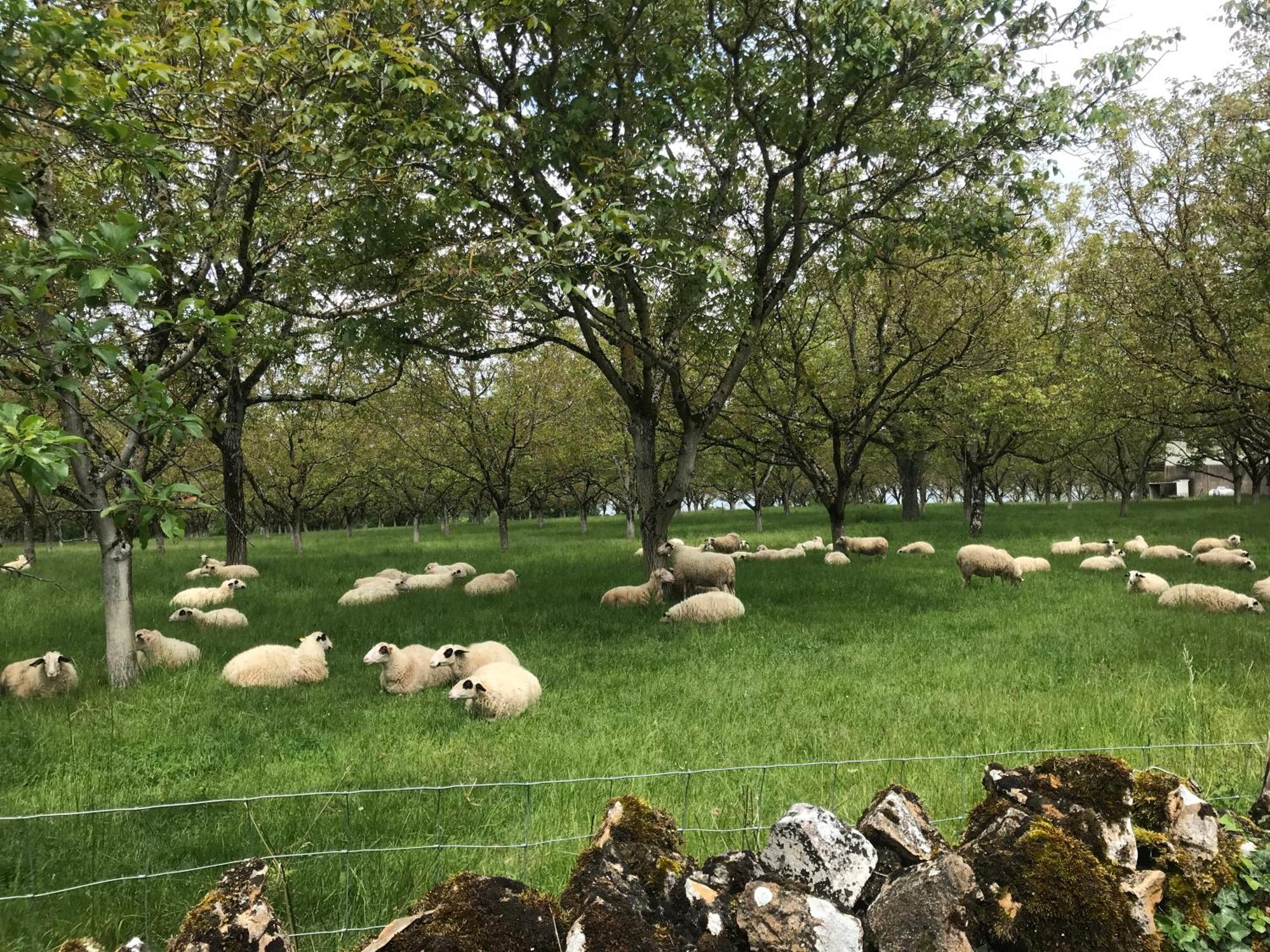 مبيت وإفطار Loubressac Manoir De Rieuzal المظهر الخارجي الصورة